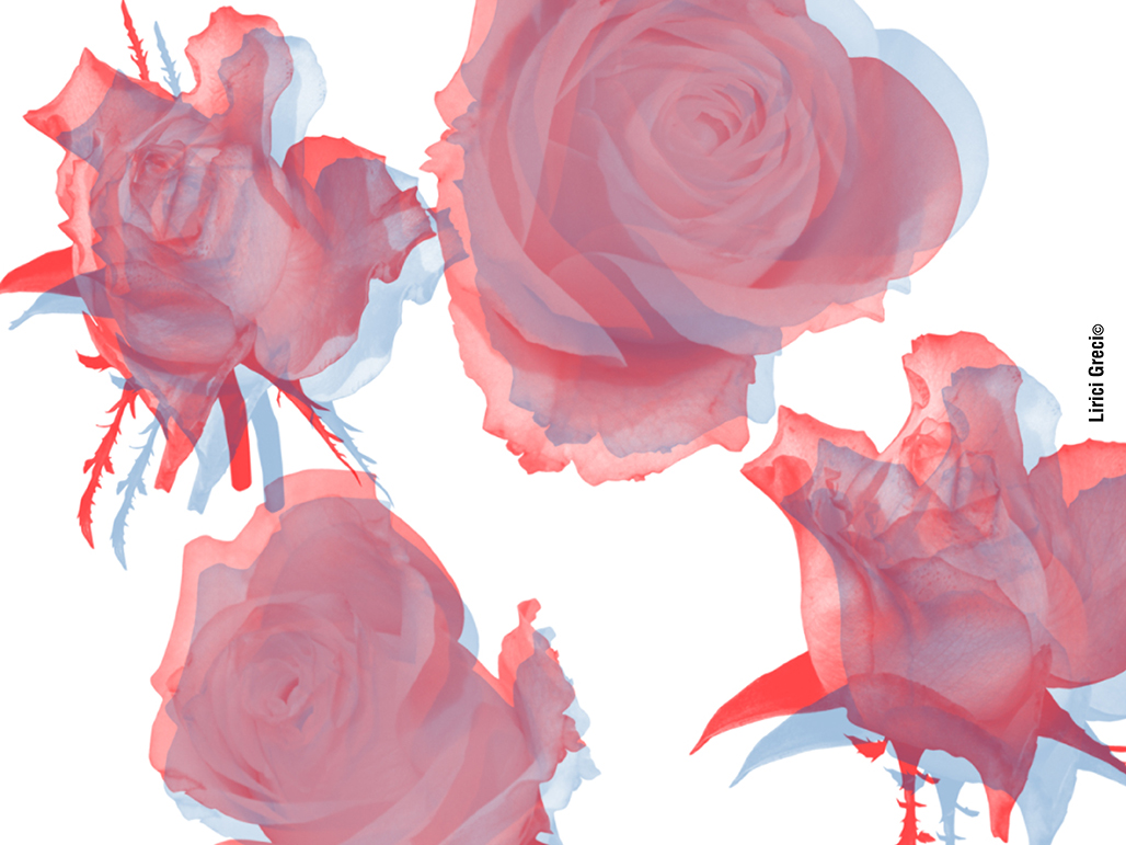 Wallpaper roses